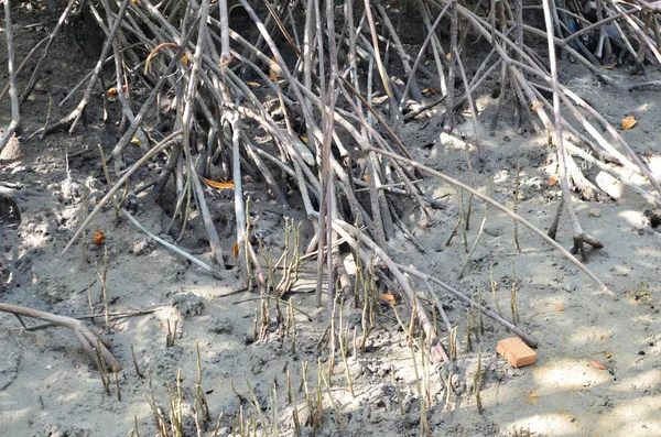 Racines Dans Forêt Mangroves Asie — Photo