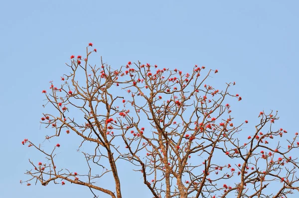 Risorse Naturali Nella Foresta Pluviale Tropicale Asia — Foto Stock