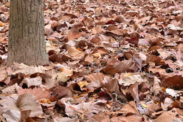 Droge Leaf Grond — Stockfoto