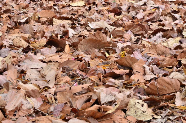Dry Leaf Ground — Stock Photo, Image
