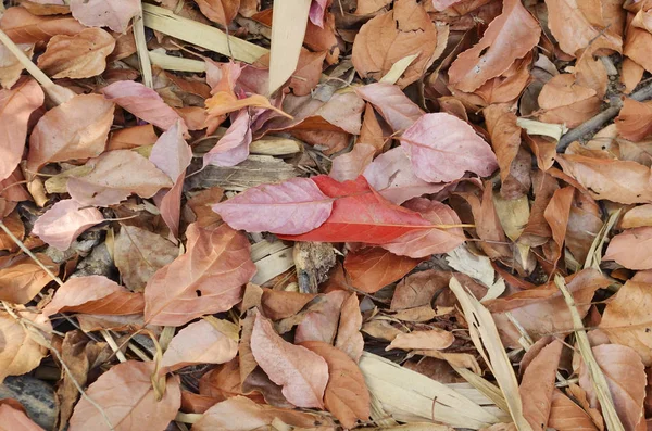 Сухий Лист Червоного Кольору — стокове фото