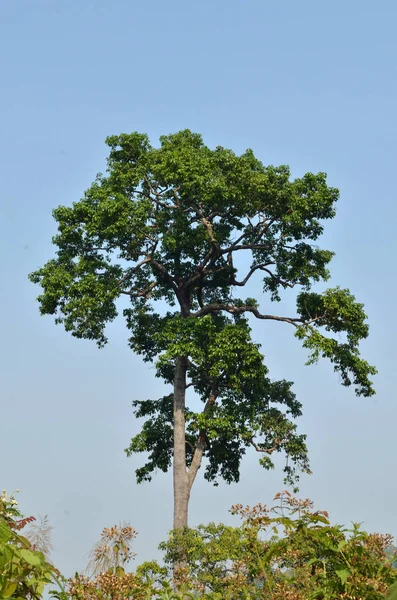 Natürliche Ressourcen Tropischen Regenwald Asien — Stockfoto