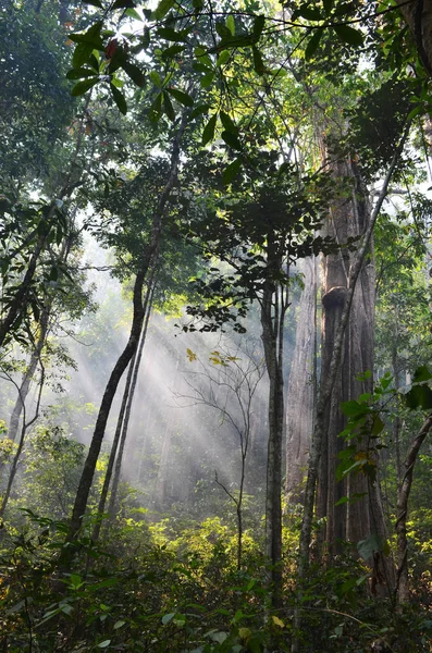 Tropical Rainforest Sun Rays — стоковое фото