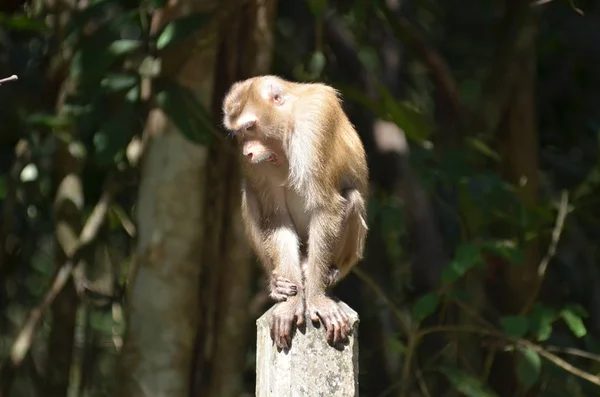 Portrait Pig Tailed Macaque — Φωτογραφία Αρχείου