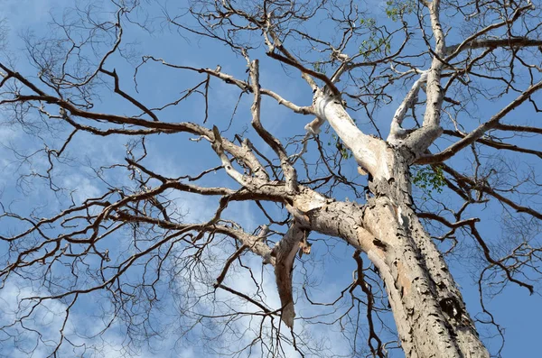 Bir Bulutlu Gökyüzü Üzerinde Eski Kuru Ağaç — Stok fotoğraf