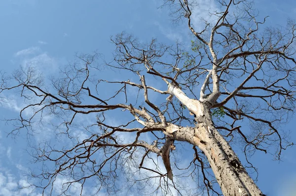 Старое Сухое Дерево Облачном Небе — стоковое фото