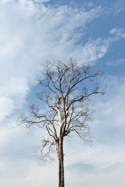 Alter Trockener Baum Einem Bewölkten Himmel — Stockfoto