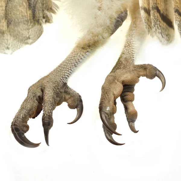 Raptor claws Stock Photos, Royalty Free Raptor claws Images