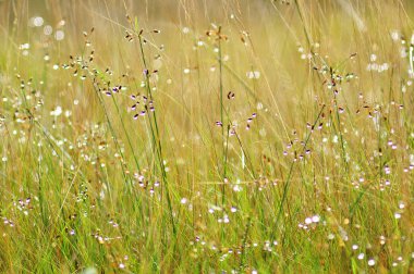 Çayırdaki güzel çiçekler