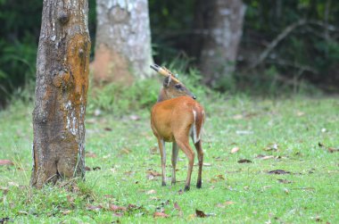 Geyik alanındaki çimen, kabuk