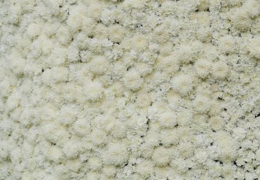 white'flower dokusu