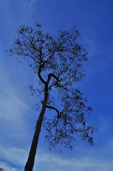 Silhueta Árvore Seca Solitária Céu Azul — Fotografia de Stock