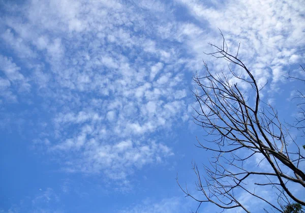 Ξηρό Δέντρο Και Γαλάζιο Του Ουρανού — Φωτογραφία Αρχείου
