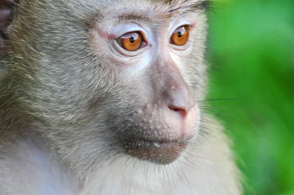 Close Monkey Zoo — Stockfoto