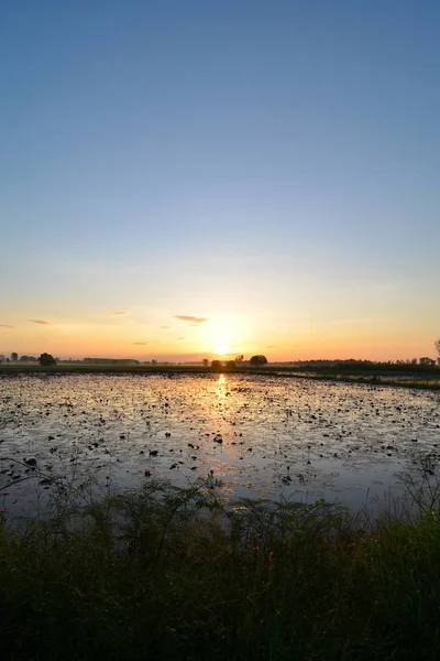 Magnifique Coucher Soleil Champ Vert — Photo