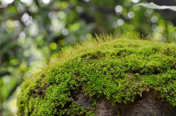 Macro Shot Moss Tree Tropical Highland Forest Chaiyaphum Tailandia — Foto de Stock