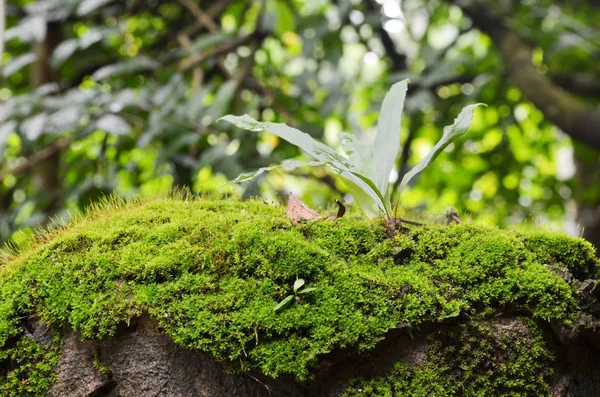 Macro Shot Moss Tree Tropical Highland Forest Chaiyaphum Tailandia — Foto de Stock
