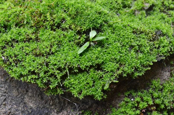 Macro Shot Moss Tree Tropical Highland Forest Chaiyaphum Tailandia — Foto de Stock