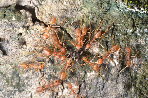 Weaver ants are moving an insect