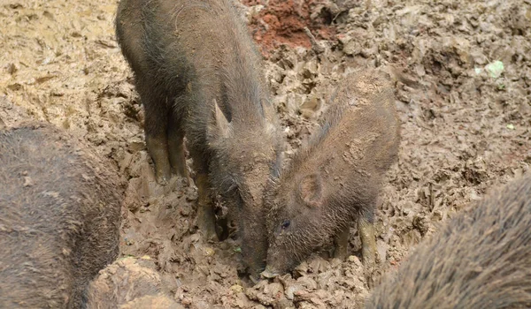 Cute Small Wild Pigs — Stok fotoğraf