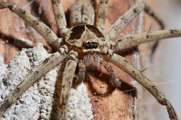 Detalle Una Araña Tarántula —  Fotos de Stock