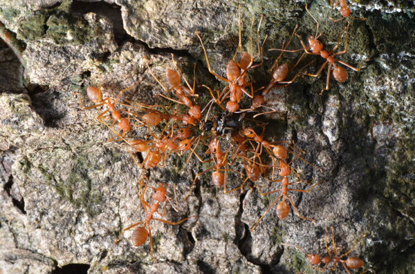 Weaver ants are moving an insect