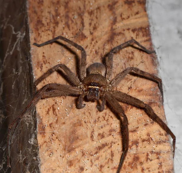 Detalle Una Araña Tarántula —  Fotos de Stock