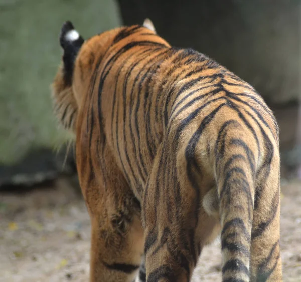 Asiático Tigre Bengala Pie — Foto de Stock