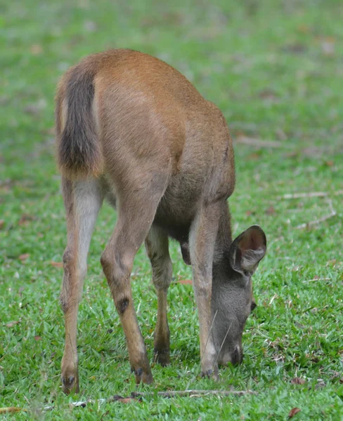 Sambar Hjorte Skov Khao Yai Nationalpark Thailand - Stock-foto