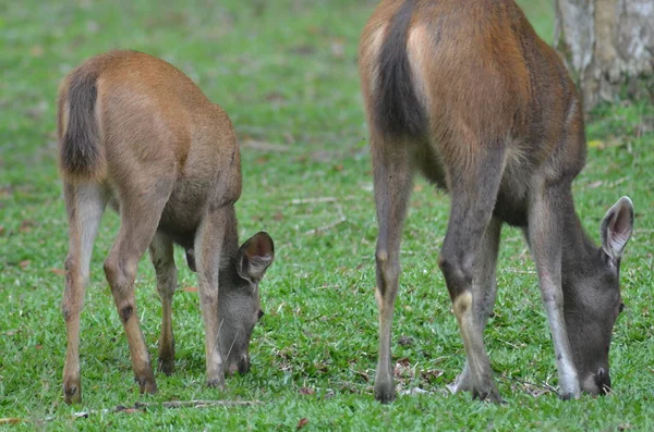 Two Young Deer Zoo — Stockfoto