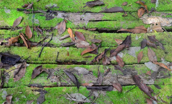 Hermoso Bosque Verde Con Paseo Marítimo — Foto de Stock