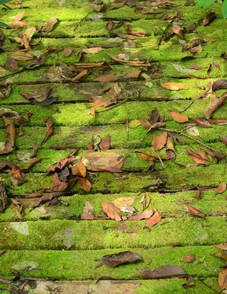 Bela Floresta Verde Com Calçadão — Fotografia de Stock