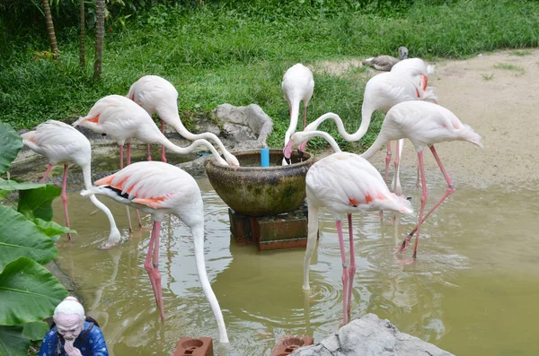 Beaux Flamants Roses Dans Zoo — Photo