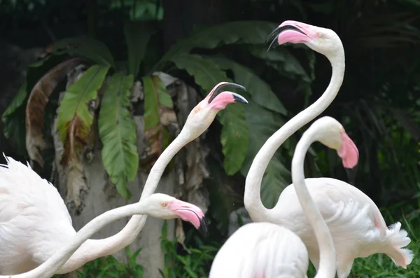 Beaux Flamants Roses Dans Zoo — Photo