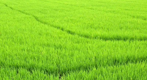 Grönt ris fält i Thailand — Stockfoto