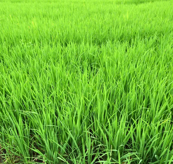 Risaie verdi della Thailandia — Foto Stock