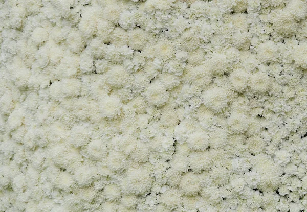 Textuur Van White Flower — Stockfoto