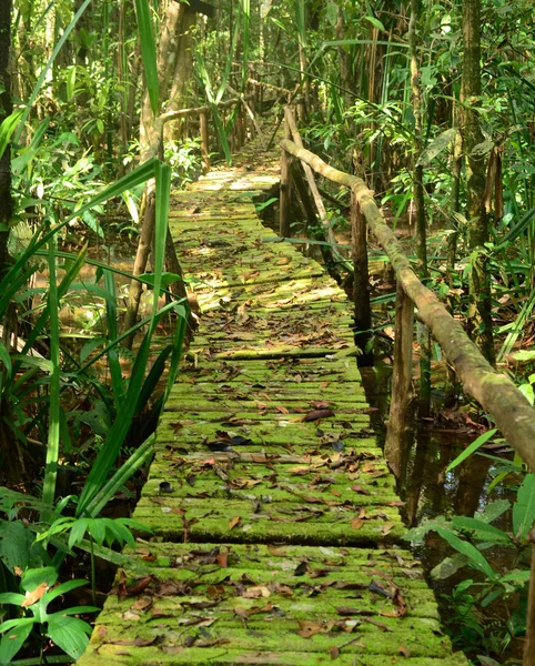 Зеленый Лес Кабанами — стоковое фото