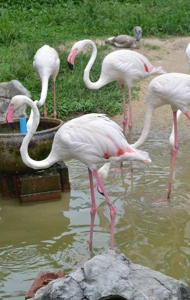 Beaux Flamants Roses Dans Zoo — Photo