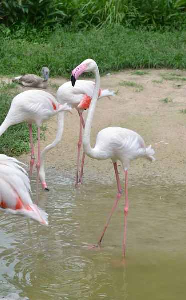 Beaux Flamants Roses Dans Zoo — Photo