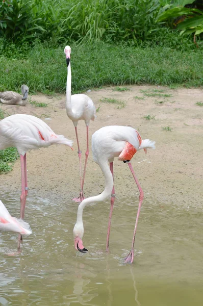 Beaux Flamants Roses Dans Zoo — Photo