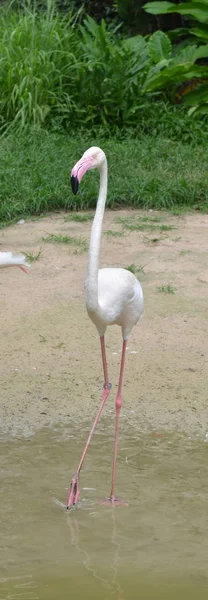 Belle Flamant Rose Dans Zoo — Photo