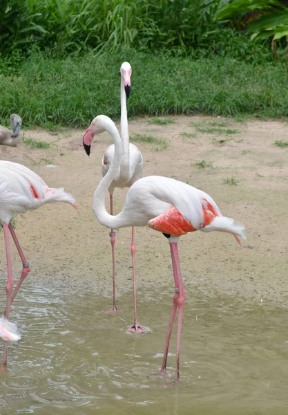 Beautiful Flamingos Zoo — Stock Photo, Image