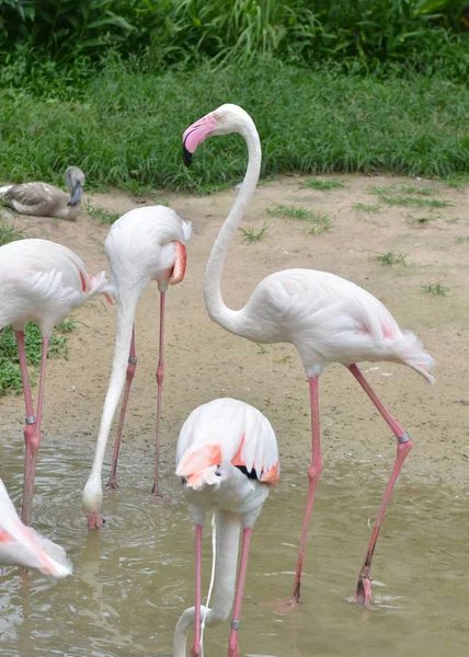 Beaux Flamants Roses Dans Zoo — Photo