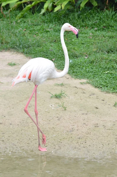 Belle Flamant Rose Dans Zoo — Photo