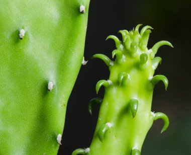 Kaktüs siyah arka plan üzerine Close-Up