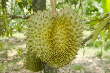 Meyve bahçesinde ki ağacında taze durian, Tayland
