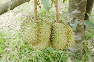 sebze bahçesi, tarım alanları