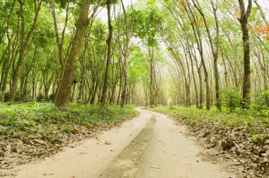 road through the rubber forest