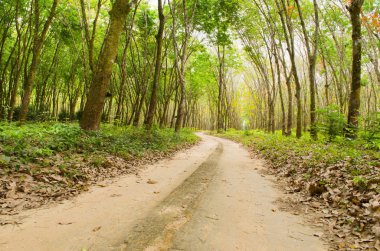 road through the rubber forest